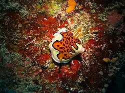 Goniobranchus gleniei