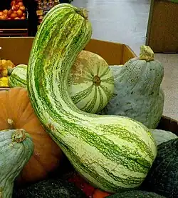 Un ejemplar muy típico de Cucurbita argyrosperma 'Green Striped Cushaw' en venta en un Walmart estadounidense. Las razas del sudoeste de Estados Unidos que se llaman "cushaw" se aprecian para pulpa (la especie se conoce más en el mundo de habla hispana, salvo en Argentina, por sus variedades para zapallito o para semillas). Los "cushaw" son de cáscara muy dura que se corta con cuchillo de cocina bien afilado y pulpa de color claro amarillenta-anaranjada de sabor muy suave que cosecha fanáticos en el sudoeste de Estados Unidos.[51]​[52]​[53]​
