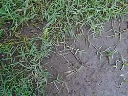 Comparar con los pastos de tipo "gramón" y "gramilla", según otros autores ya plantas rastreras.