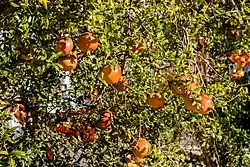 Granado (Punica granatum) en Mahdía.