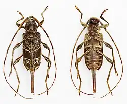 Granastyochus elegantissimus