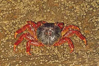 Vista superior de G. albolineatus en Karwar