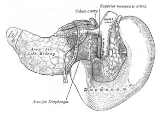 Páncreas y duodeno visto desde atrás