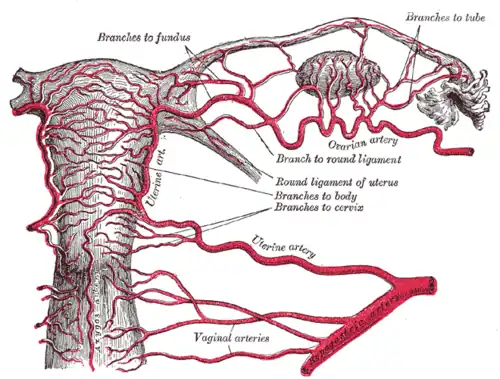 Irrigación arterial de la trompa.