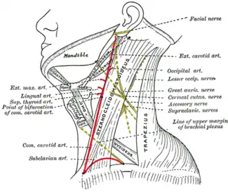 Triángulo posterior del cuello marcado. ( Triángulo anterior hacia la izquierda. Triángulo occipital que esta en el centro a la izquierda.))