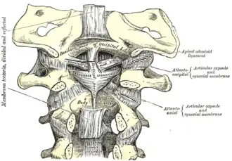 Membrana tectoria, transversal y ligamentos alares.
