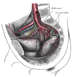 Arterias de la pelvis