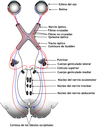 El sistema ocular incluye los ojos, las vías de conexión a través de la corteza visual y otras partes del cerebro. La ilustración muestra el sistema mamífero.