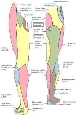 Nervios cutáneos del miembro inferior derecha. Vistas frontal y posterior.