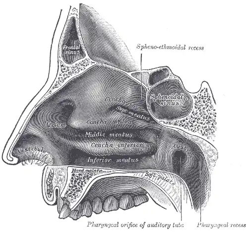 Canales (meatus) entre los cornetes. Middle, Inferior