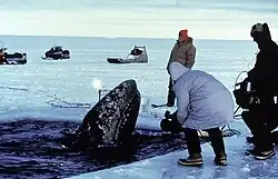 Rescate de ballenas varadas