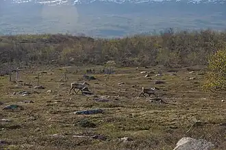 Reindeer in front of herbivore exclosures. The vegetation is higher within the fences than outside, showing herbivory pressure. The vegetation is higher within the second fence that excludes both large and smaller herbivores (rodents) underlining the pressure brought by different herbivores.