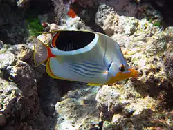 C. ephippium en la Gran Barrera de Arrecifes, Australia