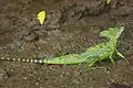 Basilisco verde en Río Frío, Costa Rica