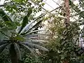 Interior del invernadero de los trópicos de América en el "Botanischer Garten Dresden".