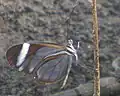 Mariposa cristal fotografiada en El Crucero, Managua, Nicaragua.