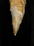 Estalactita cónica, se observa la gota en la punta saliendo por el tubo central.