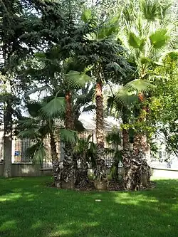 Grupo de palmeras Washingtonia