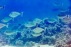 Grupo en el mar Rojo.