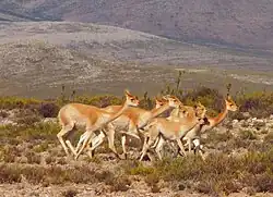 Grupo familiar de vicuñas sureñas