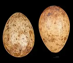 Huevos de grulla del paraíso