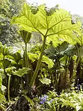 Gunnera de unos 2 m de altura