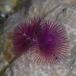 Ejemplar violeta del mar Rojo.