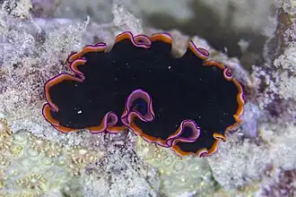 Pseudobiceros gloriosus