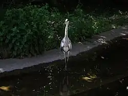 Garza del parque de la Tête d'Or