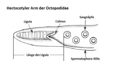 Hectocotilo de un pulpo.