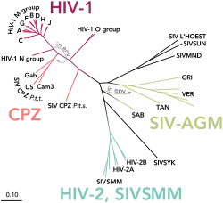 Phylogenetic tree of the SIV and HIV viruses