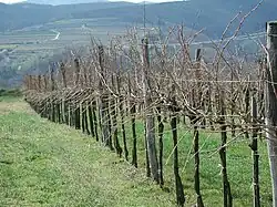 Vides en invierno, con sarmientos sin podar.