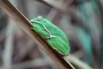 Hyla gratiosa