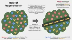 Diagrama ejemplifica lo que puede ocurrir con las especies en un ambiente fragmentado, perdiendo conectividad.