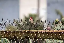 Se muestra un pinzón mexicano en un cerco ciclónico, de fondo edificios. En Tepapulco