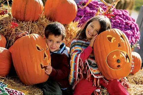 Variedad grande ("alta"), como Cucurbita pepo 'Howden Biggie', 'Autumn King'[cita 6]​, 'A & C 510'[cita 7]​ comiéndose una variedad pequeña (para algunos "mediana"), como Cucurbita pepo 'Small Sugar' o Cucurbita pepo 'Jack-O-Lite'.