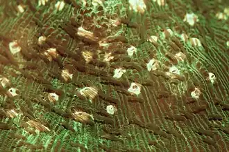 Bocas y tentáculos de H. pileus