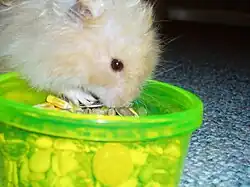 Hámster comiendo del comedero