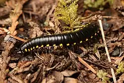 Harpaphe haydeniana, un diplópodo.