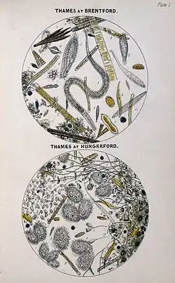 Microbios en el Támesis en Brentford y Hungerford. Arthur Hill Hassall, 1850.