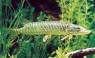 Abdominal. Lucio europeo (Esox lucius)