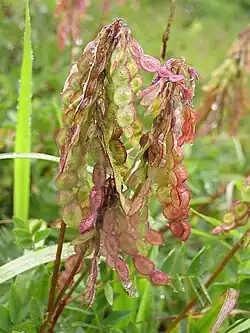 Lomentos madurando en Hedysarum.