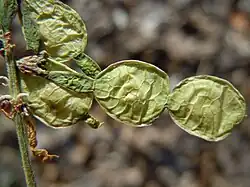 Lomentos madurando en Hedysarum, se observan las líneas de dehiscencia.