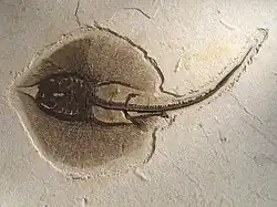 Fósil de Heliobatis radians