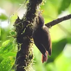 Picolezna estriado en São Luiz do Paraitinga - SP - Brasil