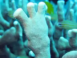 En isla Lizard, pólipos autozoides retraídos, numerosos pelos finos visibles son tentáculos de pólipos dactilozoides