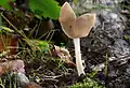 Helvella ephippium