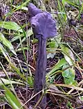Helvella vespertina