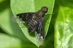 2016.06.18.-01-Bonadieshafen Friesenheimer Insel Mannheim--Wollschweber-Hemipenthes morio