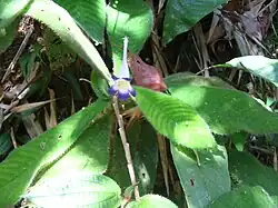 Henckelia quinquevulnera.